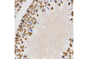 Immunohistochemistry of paraffin-embedded rat testis using DiMethyl-Histone H4-K20 antibody. (Histone H4 antibody  (2meLys20))