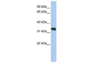 Western Blotting (WB) image for anti-Glycine-N-Acyltransferase-Like 3 (GLYATL3) antibody (ABIN2459273) (GLYATL3 antibody)