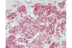Anti-GLA / Alpha Galactosidase antibody IHC staining of human adrenal. (GLA antibody  (FITC))
