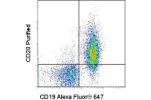 Image no. 2 for anti-Membrane-Spanning 4-Domains, Subfamily A, Member 1 (MS4A1) antibody (ABIN476664) (CD20 antibody)