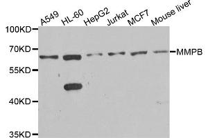 Western blot analysis of extracts of various cell lines, using MMP8 antibody. (MMP8 antibody)