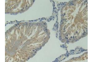 IHC-P analysis of Rat Testis Tissue, with DAB staining. (BAFF antibody  (AA 45-169))