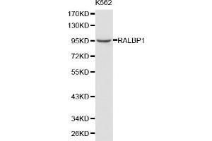 Western blot analysis of K562 cell lysate using RALBP1 antibody.