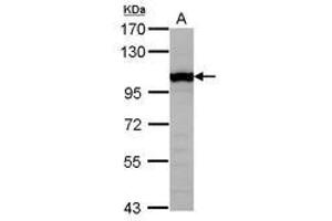 Image no. 2 for anti-General Transcription Factor IIIC, Polypeptide 4 (GTF3C4) (AA 73-334) antibody (ABIN1498564) (GTF3C4 antibody  (AA 73-334))