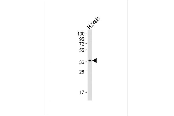 GDE1 antibody