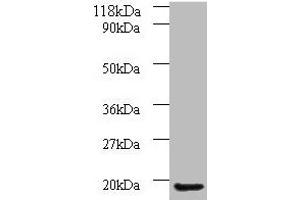 Western blot All lanes: AP1S3 antibody at 2 μg/mL + A549 whole cell lysate Secondary Goat polyclonal to rabbit IgG at 1/10000 dilution Predicted band size: 19, 20, 13 kDa Observed band size: 19 kDa (AP1S3 antibody  (AA 1-104))