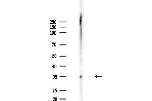 Western blot analysis of lysates from Hela cells(heat-shock,45 min treatment), using Phospho-PBK/TOPK (Ser32) Antibody at 1/1000 dilution.