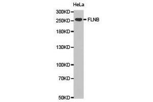 Western Blotting (WB) image for anti-Filamin B, beta (FLNB) antibody (ABIN1872702) (FLNB antibody)