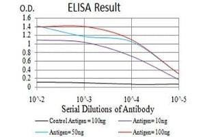 Black line: Control Antigen (100 ng),Purple line: Antigen (10 ng), Blue line: Antigen (50 ng), Red line:Antigen (100 ng) (YWHAB antibody  (AA 1-246))