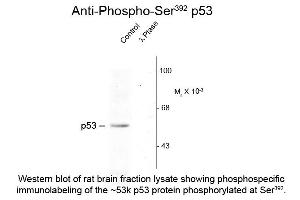 Western blot of Anti-p53 pS392 (Rabbit) Antibody - 600-401-E04 Western Blot of Rabbit anti-p53 pS392 antibody.