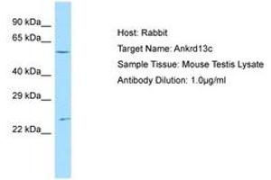 Image no. 1 for anti-Ankyrin Repeat Domain 13C (ANKRD13C) (AA 401-450) antibody (ABIN6749911) (ANKRD13C antibody  (AA 401-450))