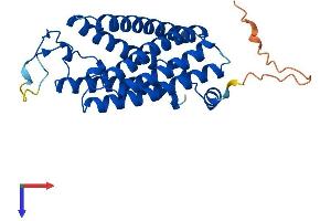 AlphaFold protein structure predicition of Human Recombinant TMEM150A Protein, UniprotID Q86TG1