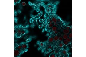 Confocal immunofluorescent analysis of HeLa cells using Pan-Cytokeratin Mouse Monoclonal Antibody (PAN-CK) followed by goat anti-mouse IgG-CF488 (cyan). (KRT antibody)