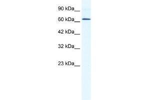 DDX21 antibody used at 1.