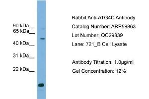 WB Suggested Anti-ATG4C  Antibody Titration: 0. (ATG4C antibody  (Middle Region))