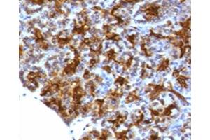 IHC testing of FFPE human pancreas with MAML3 antibody (clone MMLP3-1). (MAML3 antibody)