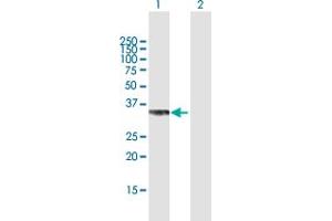 Western Blot analysis of PPP2CB expression in transfected 293T cell line by PPP2CB MaxPab polyclonal antibody. (PPP2CB antibody  (AA 1-309))