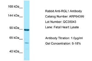 Western Blotting (WB) image for anti-Ral Guanine Nucleotide Dissociation Stimulator-Like 1 (RGL1) (C-Term) antibody (ABIN2789828) (RGL1 antibody  (C-Term))