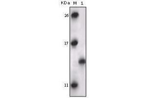 Western Blot showing PRAK antibody used against truncated PRAK recombinant protein. (MAPKAP Kinase 5 antibody)