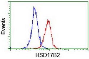 Image no. 2 for anti-Hydroxysteroid (17-Beta) Dehydrogenase 2 (HSD17B2) antibody (ABIN1498726) (HSD17B2 antibody)