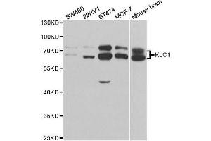 Western blot analysis of extracts of various cell lines, using KLC1 antibody. (KLC1 antibody  (AA 261-560))