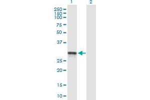 Western Blot analysis of SCO2 expression in transfected 293T cell line by SCO2 MaxPab polyclonal antibody.