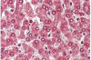Anti-CXADR antibody  ABIN960760 IHC staining of human liver. (Coxsackie Adenovirus Receptor antibody  (Internal Region))