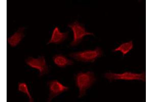 ABIN6269296 staining NIH-3T3 by IF/ICC. (14-3-3 zeta antibody  (C-Term))