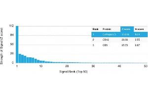 Analysis of Protein Array containing more than 19,000 full-length human proteins using Cathepsin D Mouse Monoclonal Antibody (CTSD/2781) Z- and S- Score: The Z-score represents the strength of a signal that a monoclonal antibody (Monoclonal Antibody) (in combination with a fluorescently-tagged anti-IgG secondary antibody) produces when binding to a particular protein on the HuProtTM array. (Cathepsin D antibody  (AA 104-250))