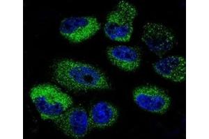 Confocal immunofluorescent analysis of IL-13 antibody with NCI-H460 cells followed by Alexa Fluor 488-conjugated goat anti-rabbit lgG (green). (IL-13 antibody  (AA 118-146))