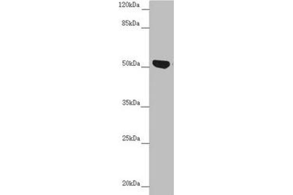 NUF2 antibody  (AA 165-464)