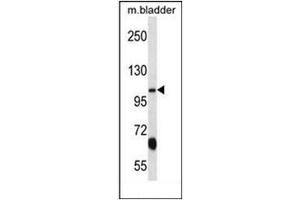 Western blot analysis of KCNQ3 Antibody (C-term) in mouse bladder tissue lysates (35ug/lane).