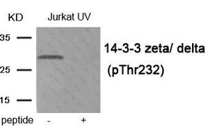 Western blot analysis of extracts from Jurkat cells treated with UV using Phospho-14-3-3 zeta/ delta (Thr232) antibody. (14-3-3 zeta antibody  (pThr232))
