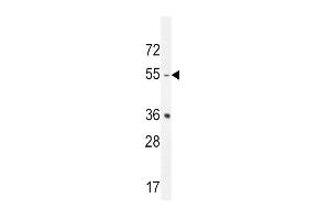 HTR2B Antibody (C-term ) (ABIN655076 and ABIN2844708) western blot analysis in mouse spleen tissue lysates (35 μg/lane). (Serotonin Receptor 2B antibody  (C-Term))