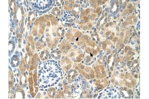NR2F2 antibody was used for immunohistochemistry at a concentration of 4-8 ug/ml to stain Epithelial cells of renal tubule (arrows) in Human Kidney. (NR2F2 antibody  (N-Term))