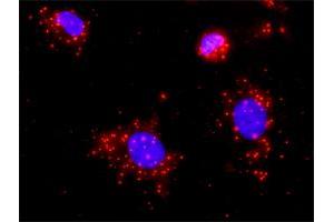 Proximity Ligation Analysis of protein-protein interactions between STK3 and CASP3. (STK3 antibody  (AA 1-491))