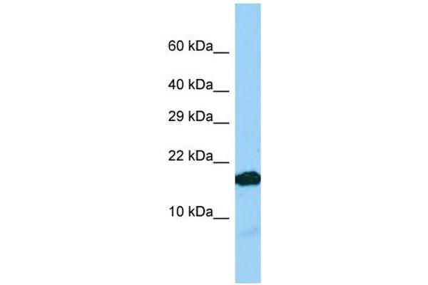 IGFL2 antibody  (C-Term)