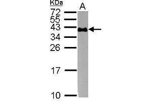 WB Image Sample (30 ug of whole cell lysate) A: K562 15% SDS PAGE antibody diluted at 1:1000 (CD235a/GYPA antibody  (C-Term))