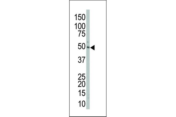 MEK2 antibody  (AA 262-292)