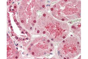 Anti-ST8SIA2 / STX antibody IHC staining of human kidney. (ST8SIA2 antibody  (AA 295-344))
