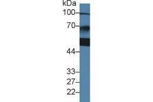 Western Blot; Sample: Human Jurkat cell lysate; ;Primary Ab: 2µg/ml Rabbit Anti-Human ZBP1 Antibody;Second Ab: 0. (ZBP1 antibody  (AA 10-167))