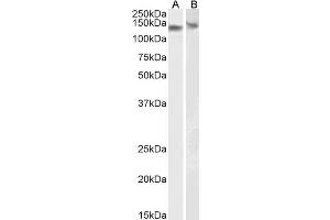 DDB1 antibody  (C-Term)