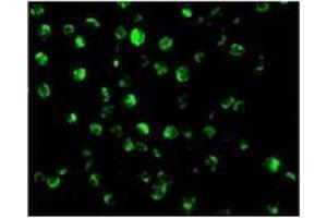 Immunofluorescence of AIF in K562 cells with AIFat 20 µg/ml. (AIF antibody  (N-Term))
