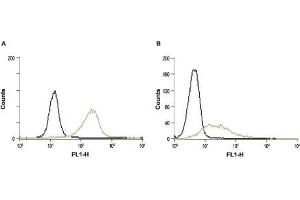 Cell surface detection of STIM1 in intact RBL (A) and Jurkat (B) cells. (STIM1 antibody  (Extracellular, N-Term))