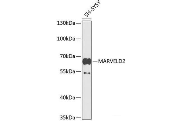 Tricellulin antibody