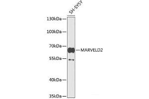 Western blot analysis of extracts of SH-SY5Y cells using MARVELD2 Polyclonal Antibody at dilution of 1:1000.