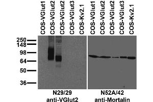 Transfected cell immunoblot: extracts of COS cells transiently transfected with untagged VGlut1, VGlut2, VGlut3 or Kv2.