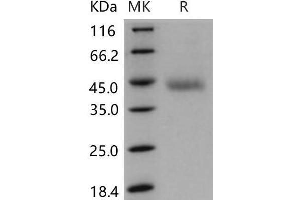 OMG Protein (AA 1-245) (His tag)