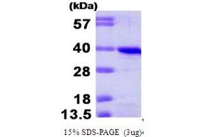SDS-PAGE (SDS) image for Cyclin H (CCNH) (AA 1-323) protein (His tag) (ABIN666973) (Cyclin H Protein (CCNH) (AA 1-323) (His tag))