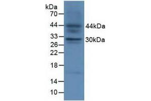 Figure. (FGF23 antibody  (AA 25-251))